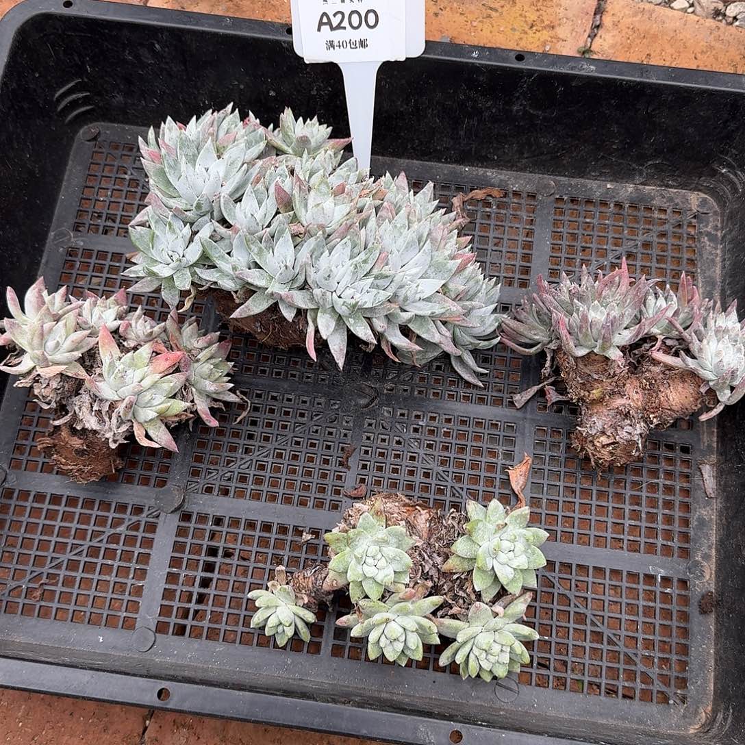 梅***@多肉植物仙女杯A200