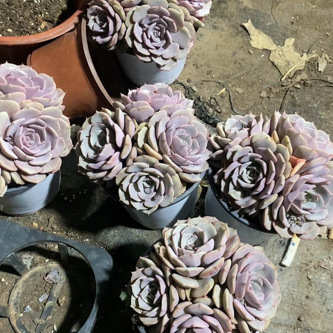 4头粉蝶1颗多肉植物