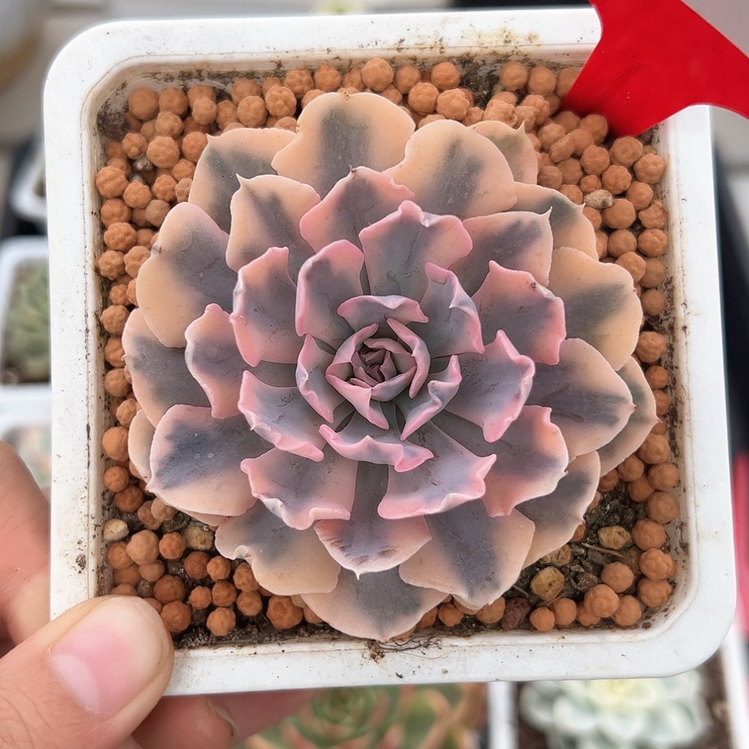 173号利比里亚锦多肉植物