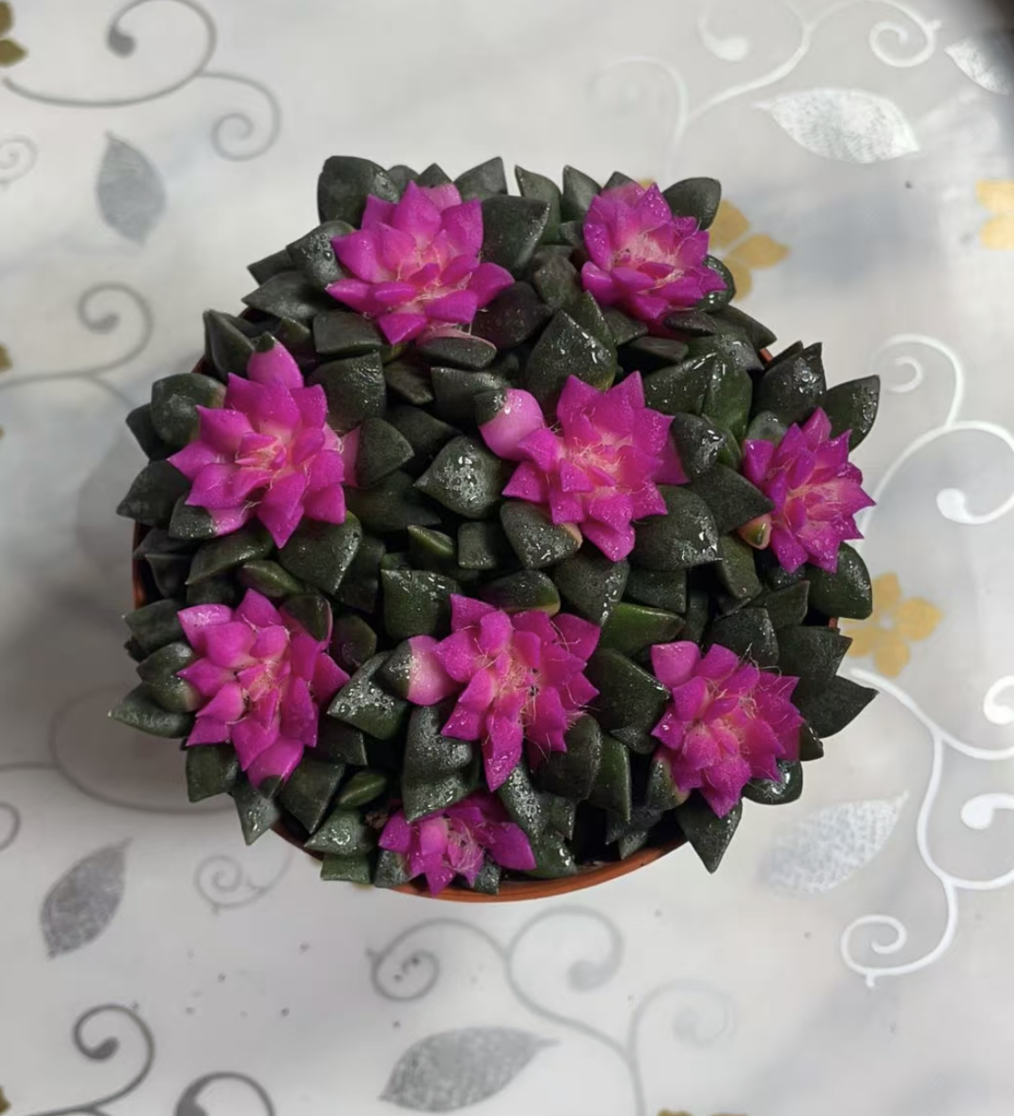 大盆吹雪 多肉植物