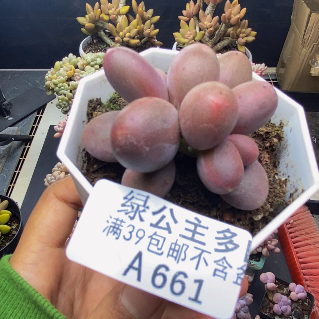 661糖果美人多肉4c m