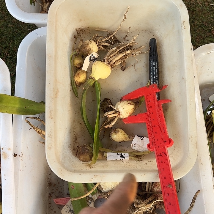 完全开放翠羽单霞7棵处理球