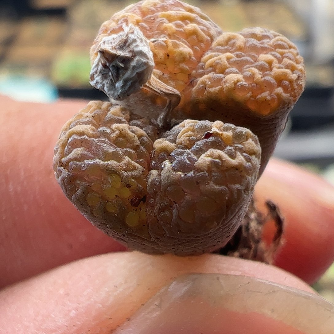 一物一拍。     394