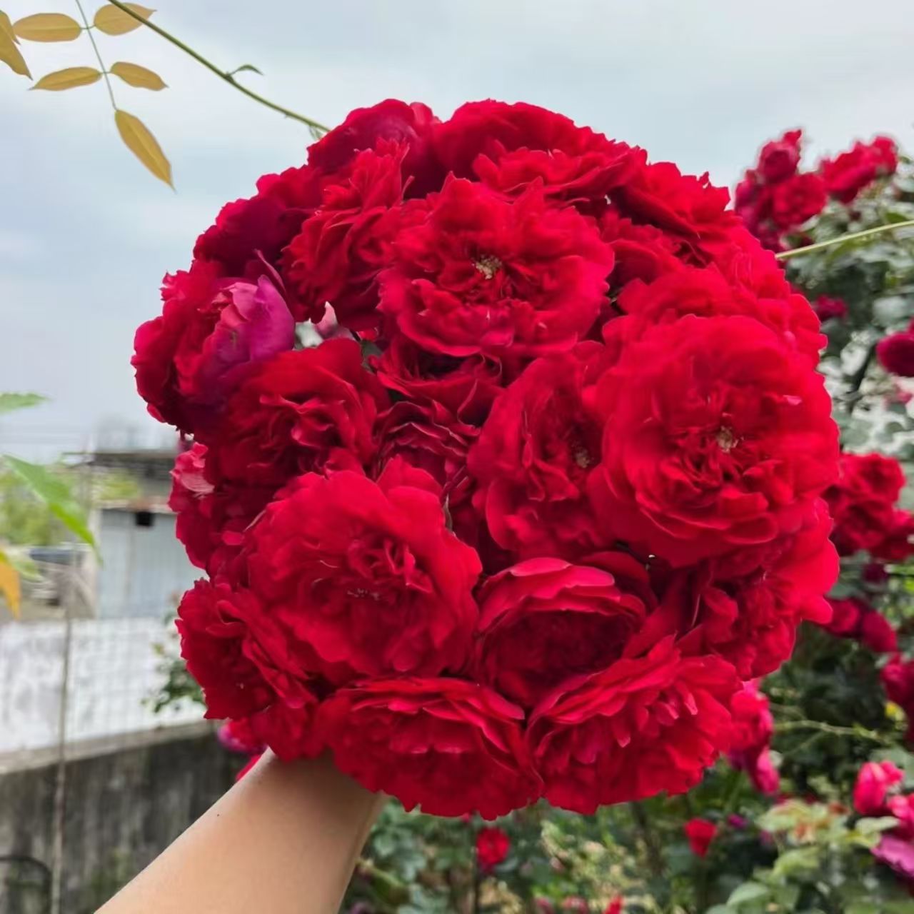 【佛罗伦蒂娜1.5-1.8米】红色大花朵多季节开花爬墙月季好养易成活