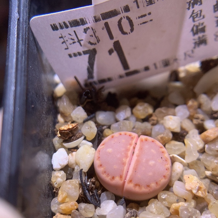 精品生石花多肉310.71