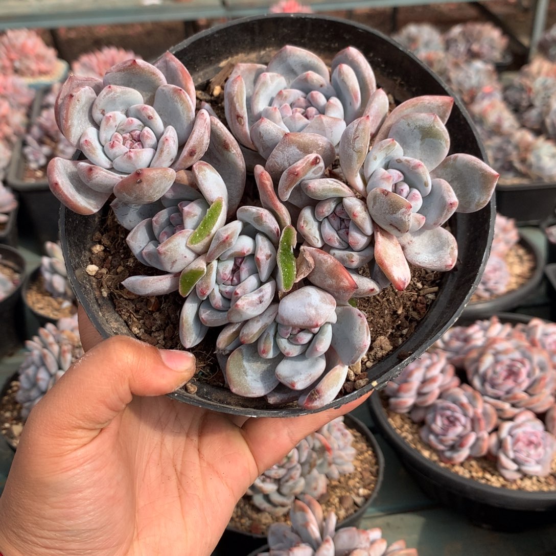 哈哈哈哈哈哈哈12