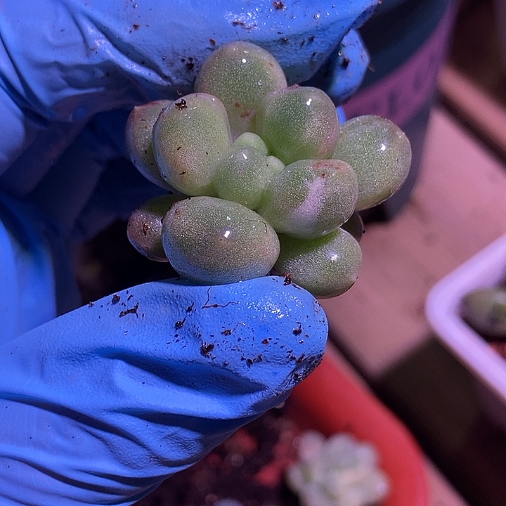 大***糖奶糖锦多肉植物多肉