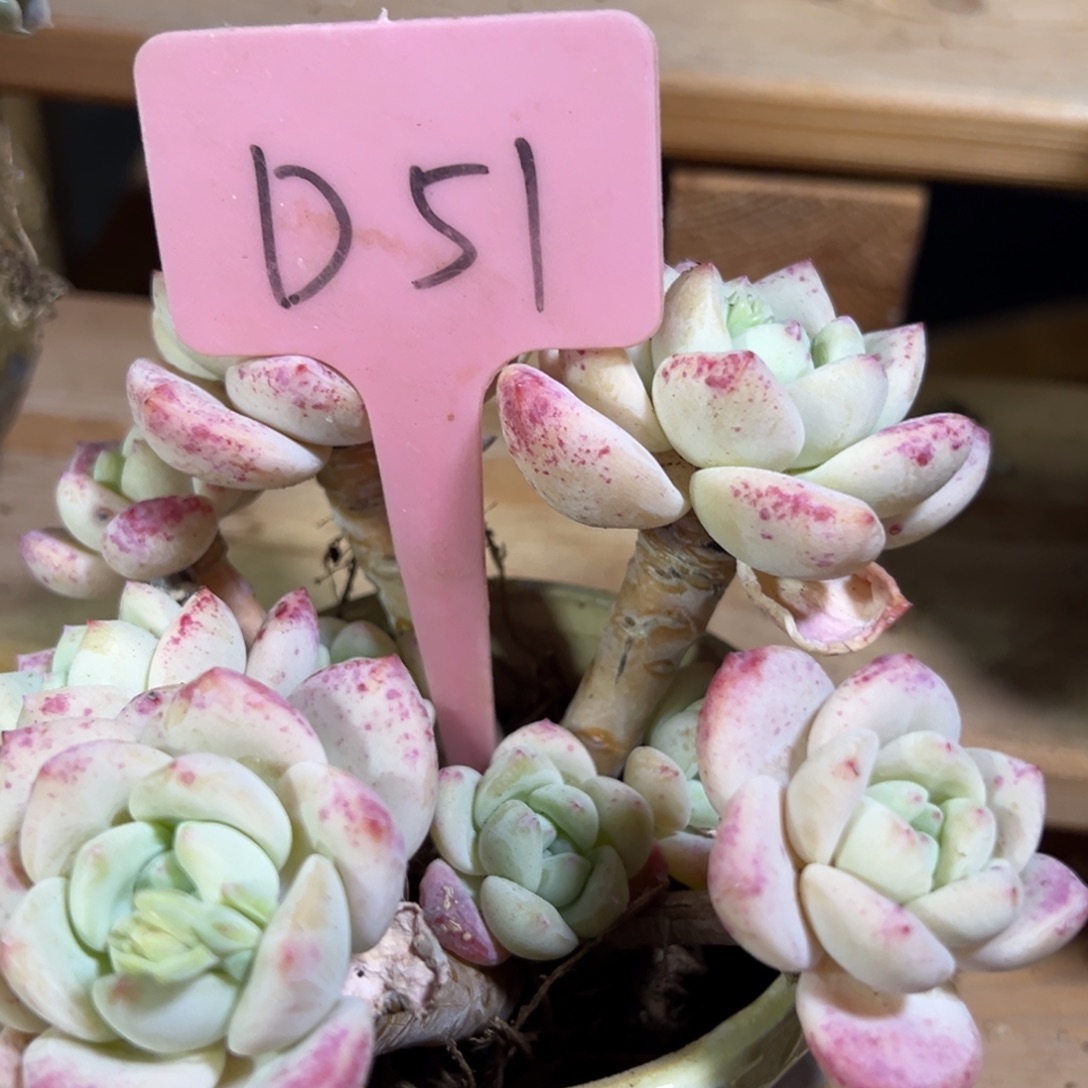 多肉植物一物一拍