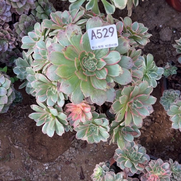微瑕莲花座多肉植物529.