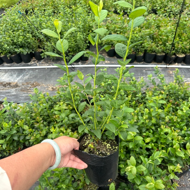 福利款 F6组合装绿植新手友好很好种室内阳台 庭院