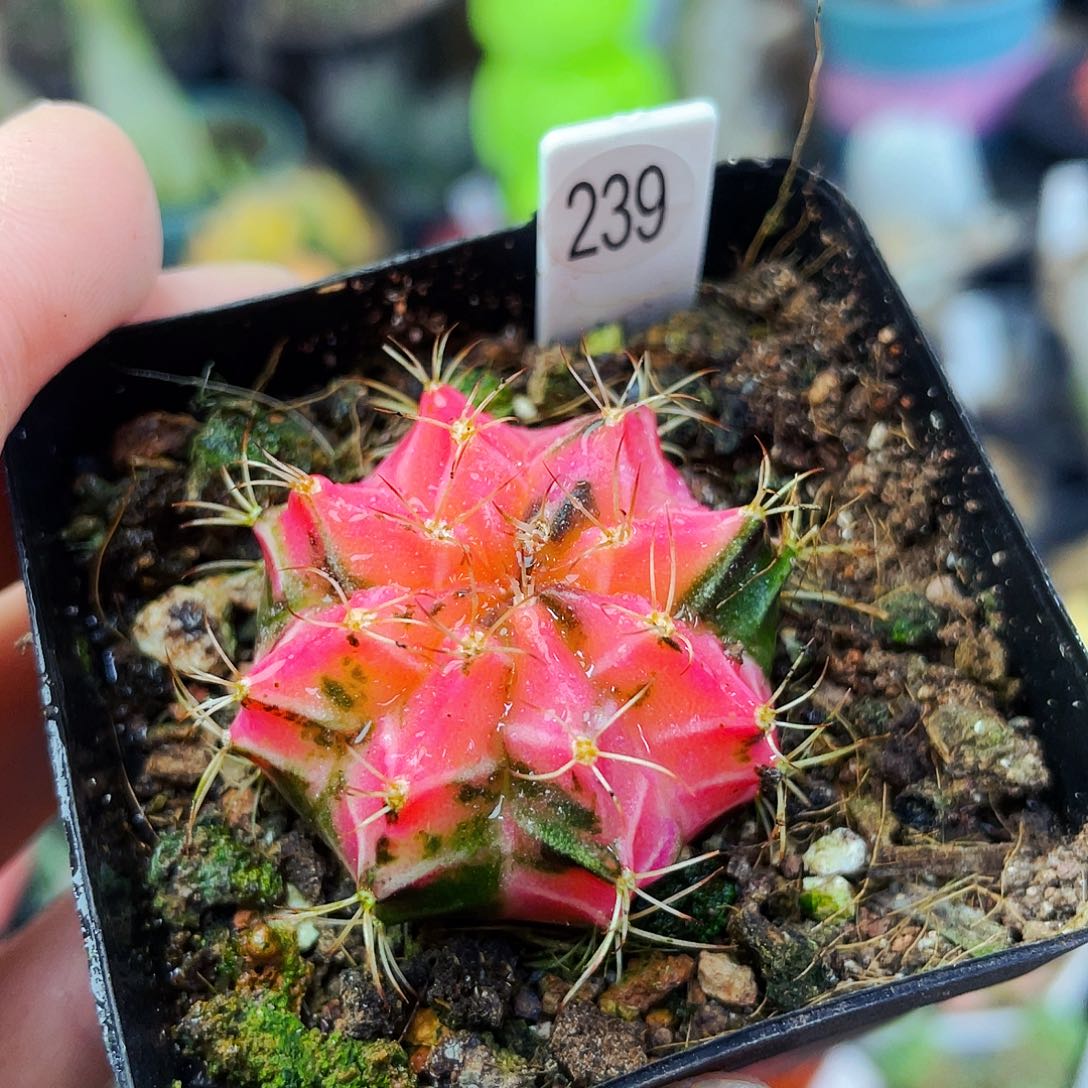 非偏远地区满25包邮仙人球