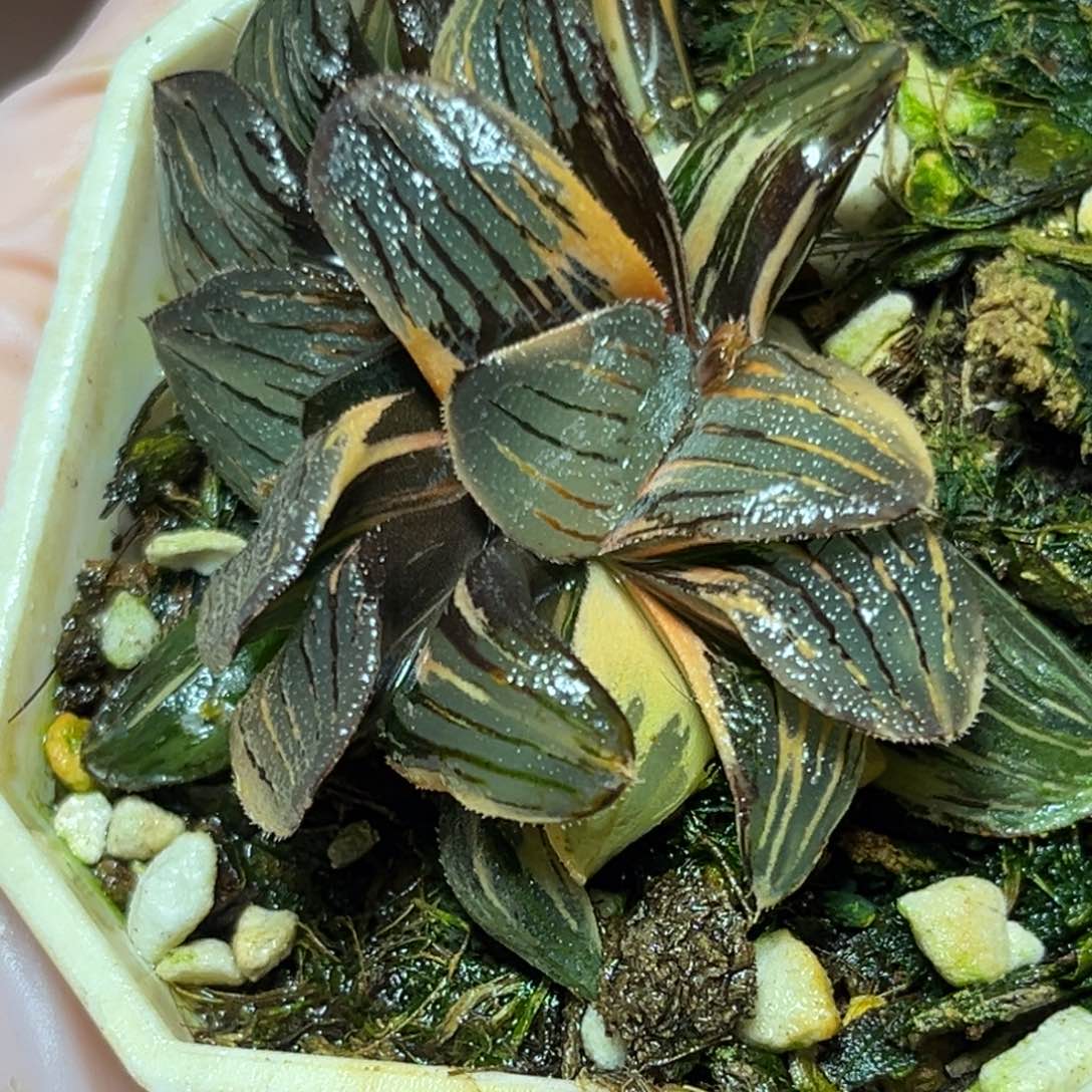 恭喜发财大吉大利0088