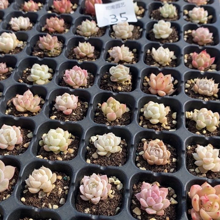 35 多肉植物盆栽植物