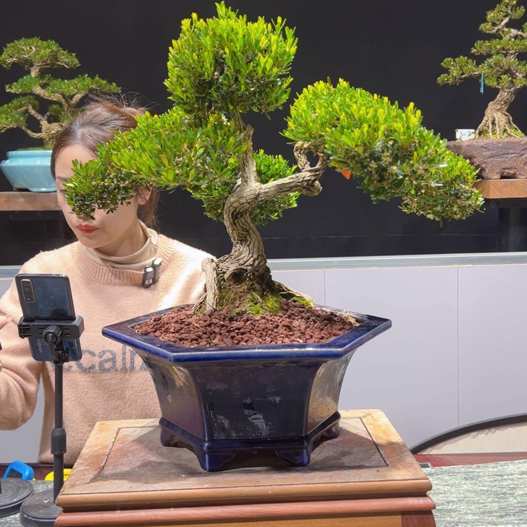 四季常青老桩黄杨盆景