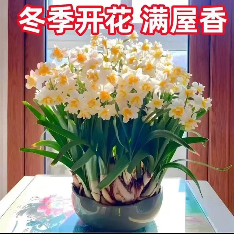 水仙花种球浓香水仙花漳州复瓣室内阳台办公桌书桌写字台茶几绿植