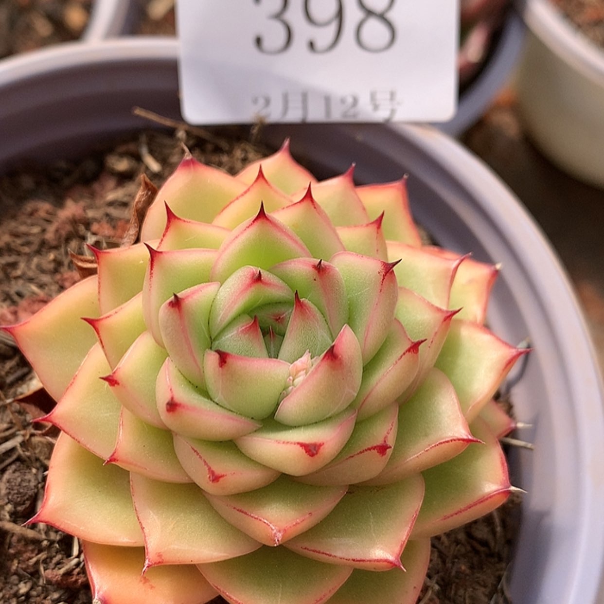 【闪购商品】云398