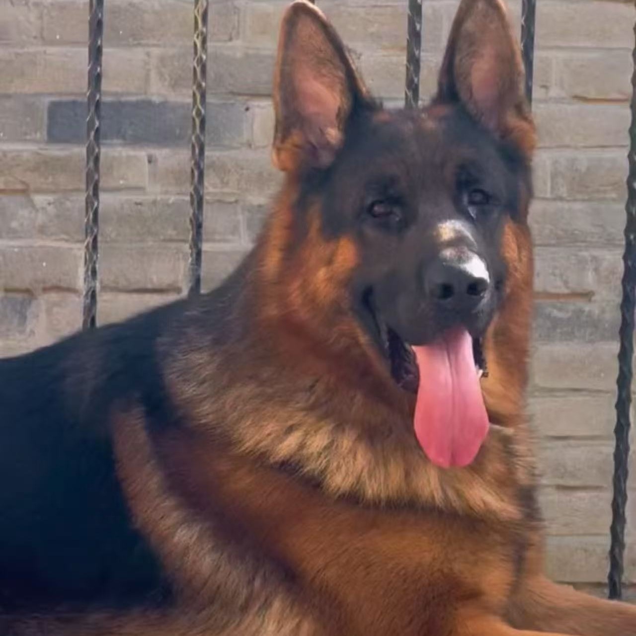 博野县小星德牧活体链接