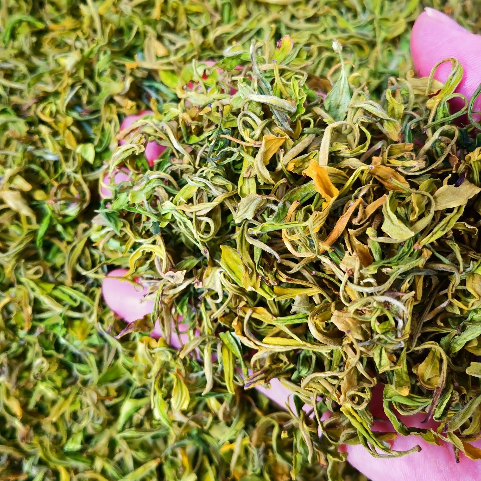 2025新茶， 手工 高山黄金芽  豆香味特别浓郁