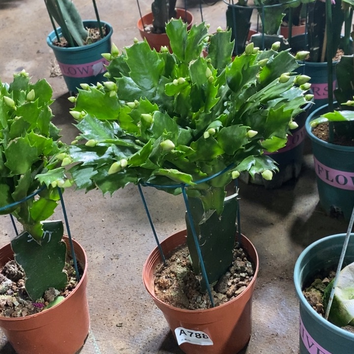 大部分花苞少量开放刘*芬788嫁接2277