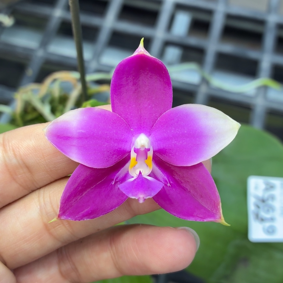 当前无花朵，栽培后可花朵A5619