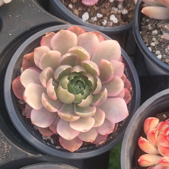 沙漠玫瑰锦45一盆一物一拍