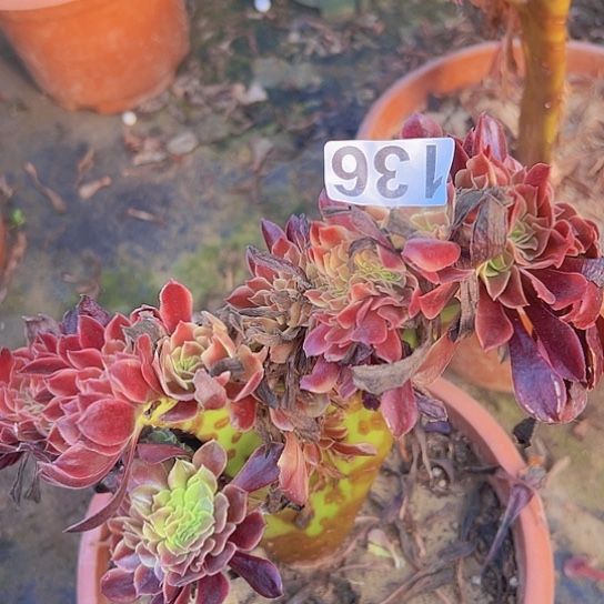 *****多肉植物一个欧嘉莉