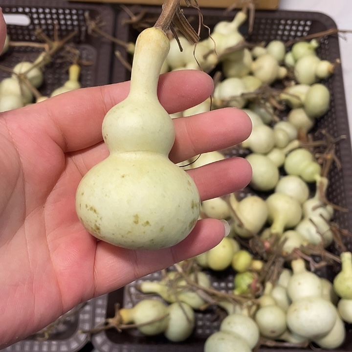 屡***风感谢各位大哥支持  青皮不保成