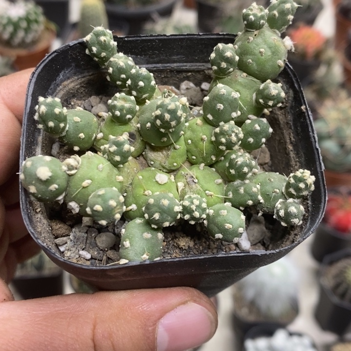 罗西安娜特价福利