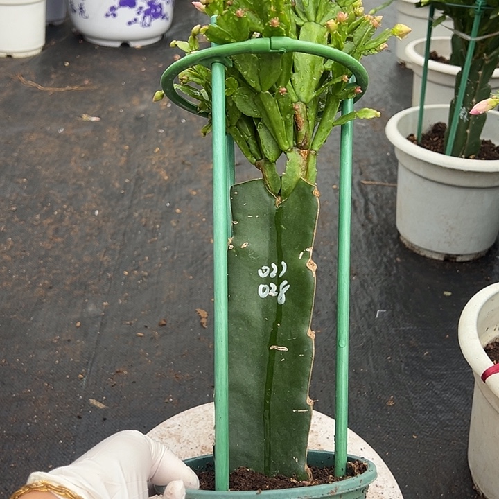 双色蟹爪兰福利苗3958