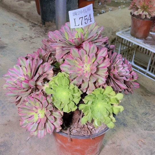 754花脸粉黛多肉植物