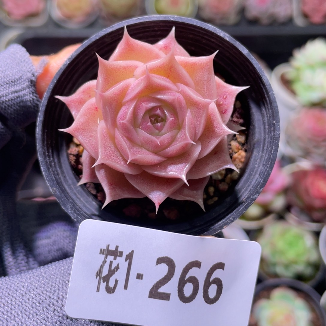 花利美1-266霜瓷 