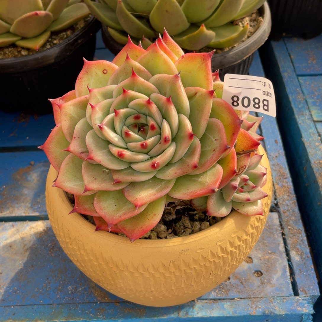 无花朵若如东云组拍B808