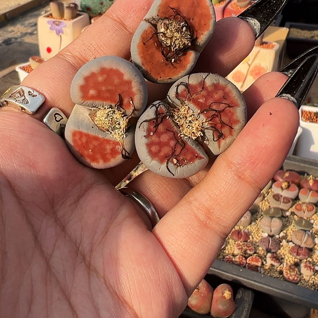 完全开放三颗蓝体红窗菊