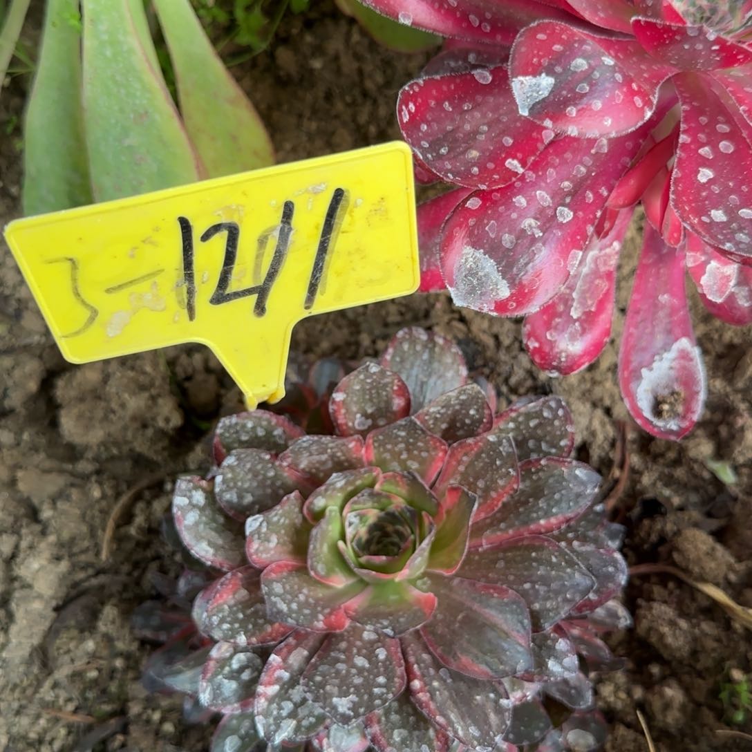 3-1211---多头多肉植物