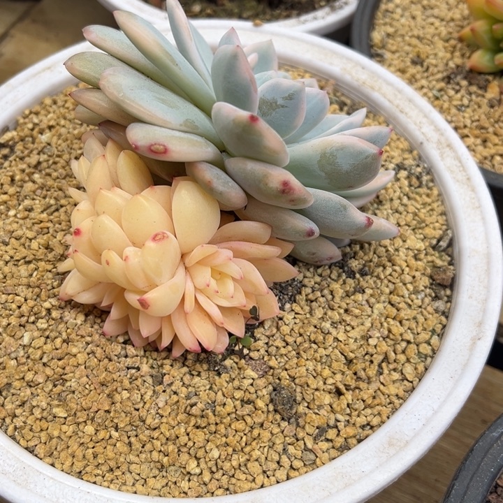 橙梦露锦 夏鸣园艺