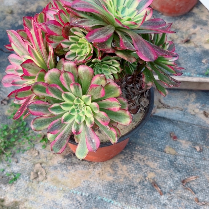 735舞天姬多肉植物