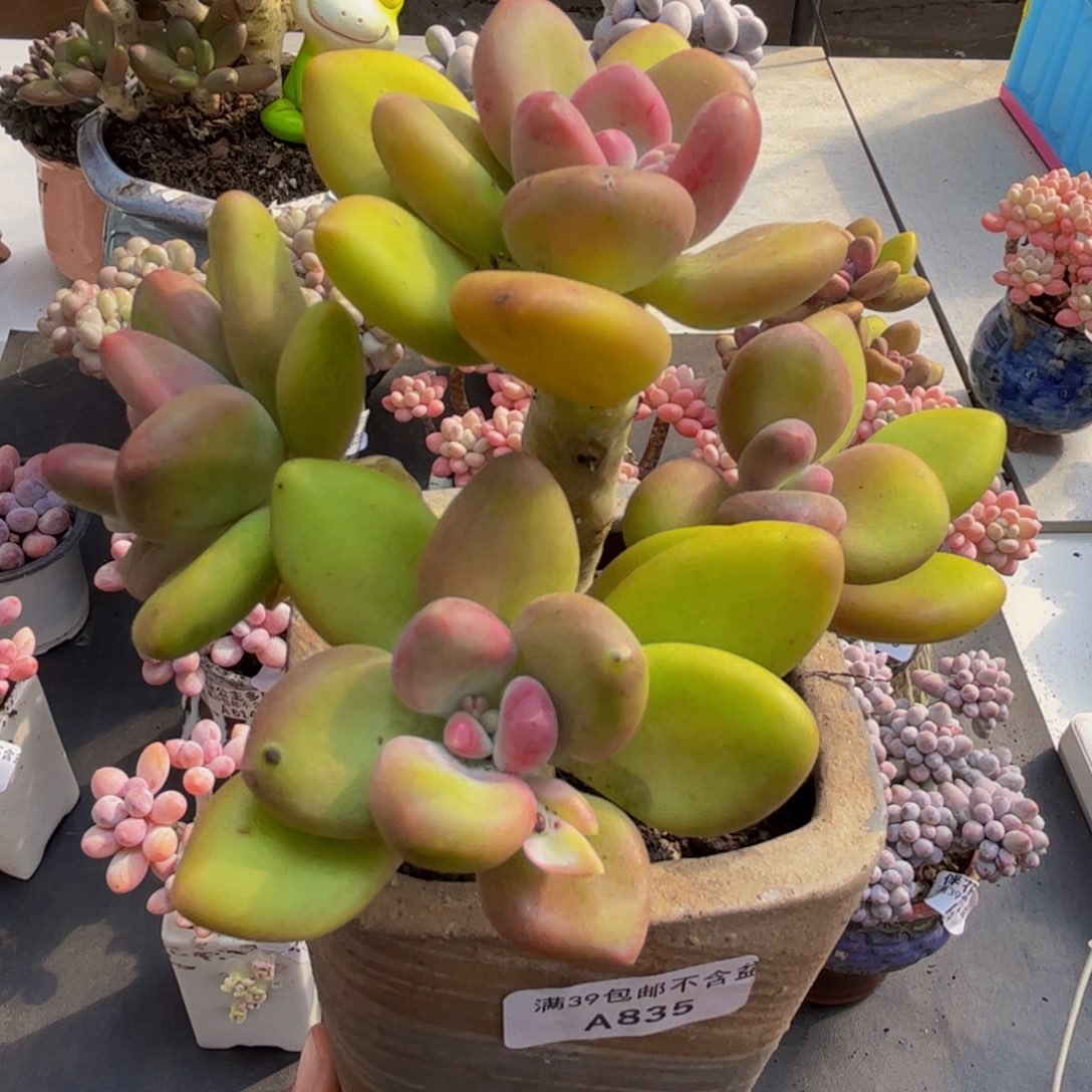 835/10cm芒果奶多肉