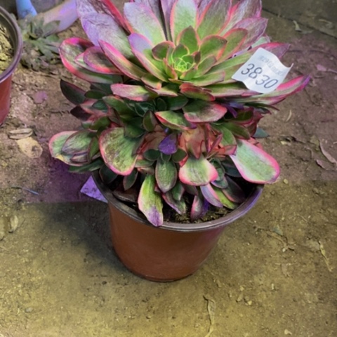 黑魔锦多肉植物3830