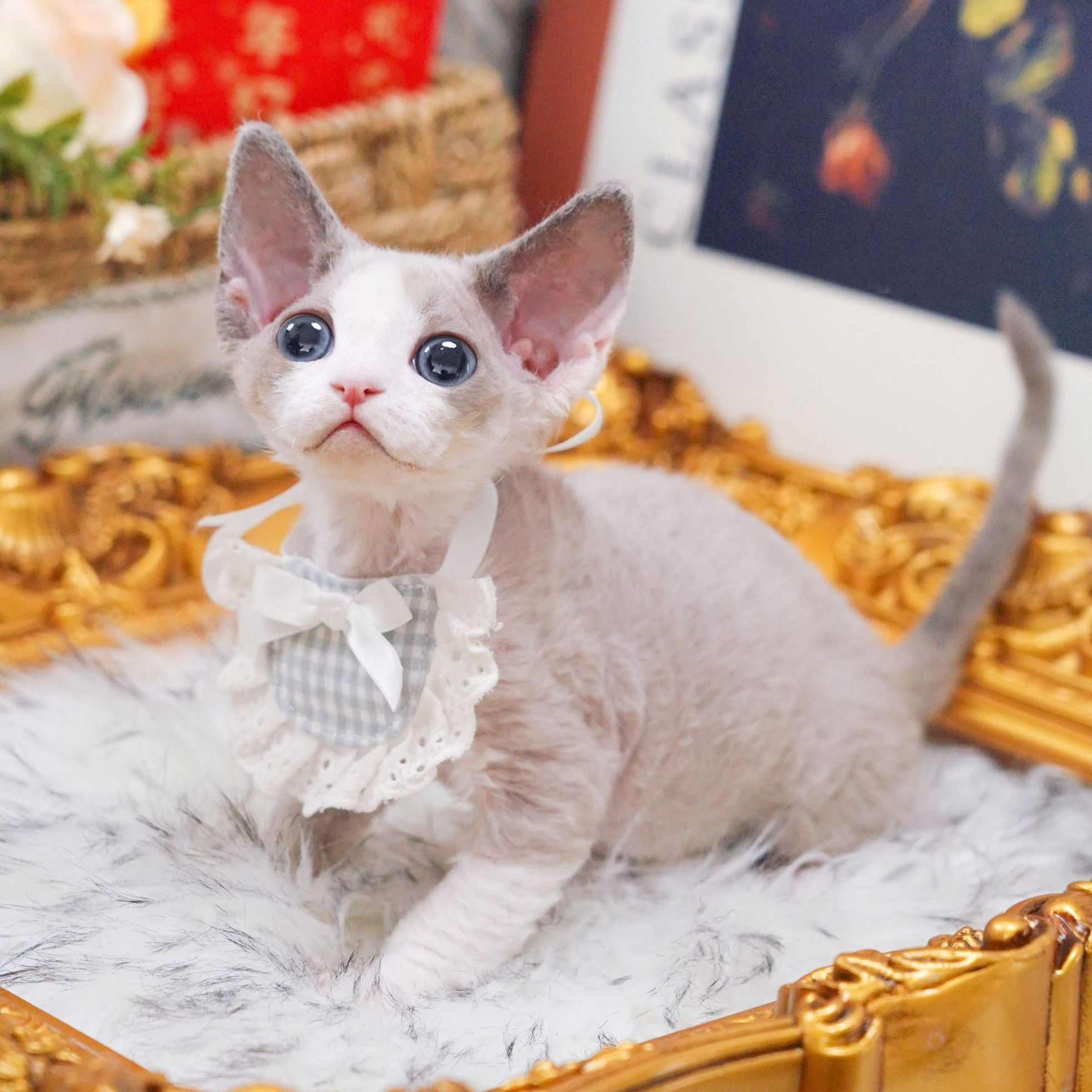 围裙弟弟  德文卷毛猫