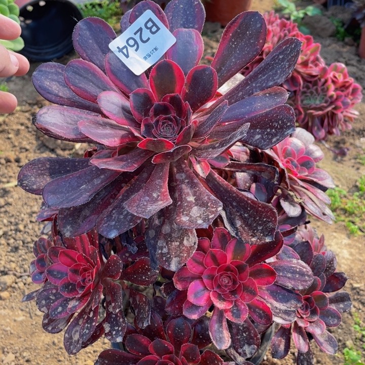 264香奶奶多肉植物