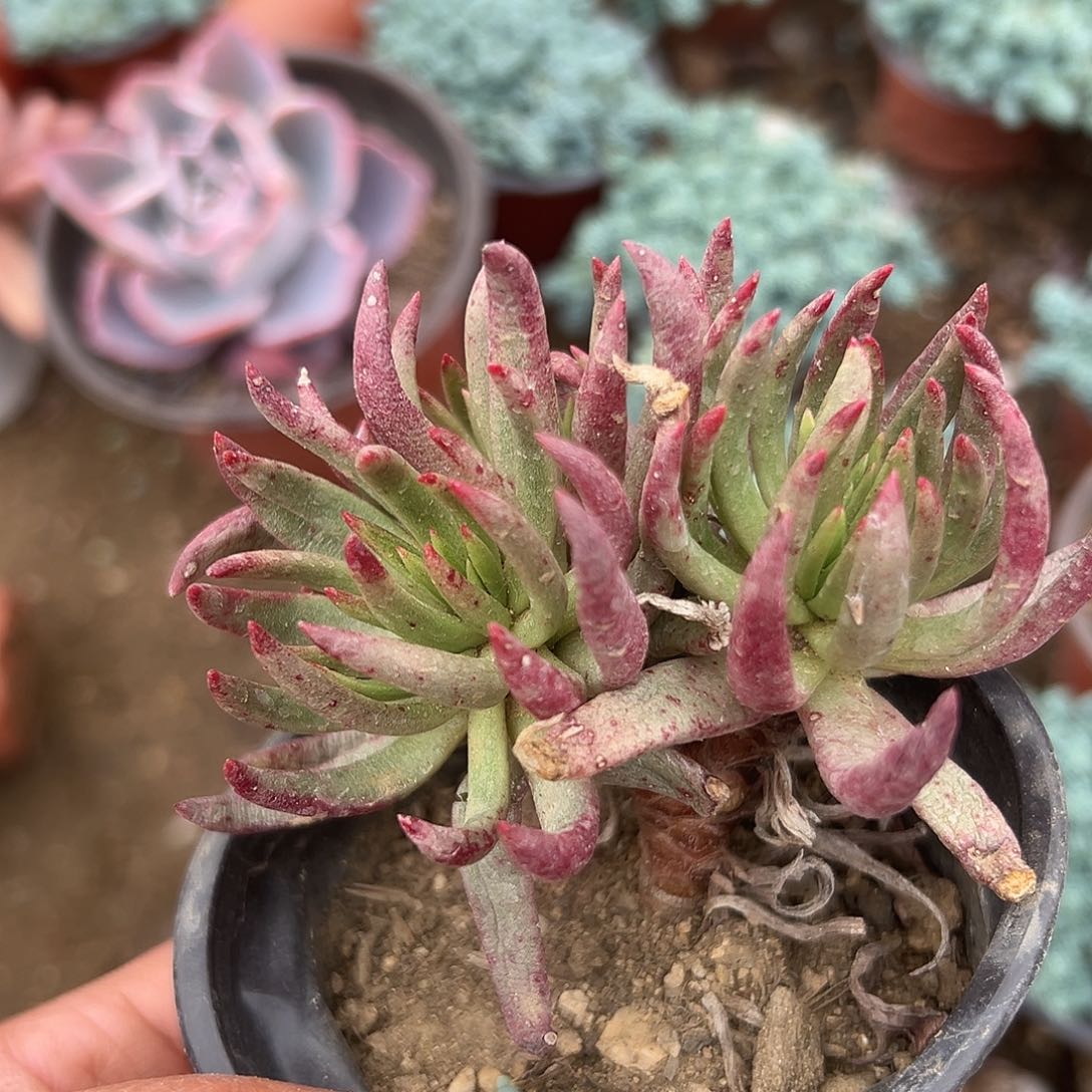 多肉植物多肉植物