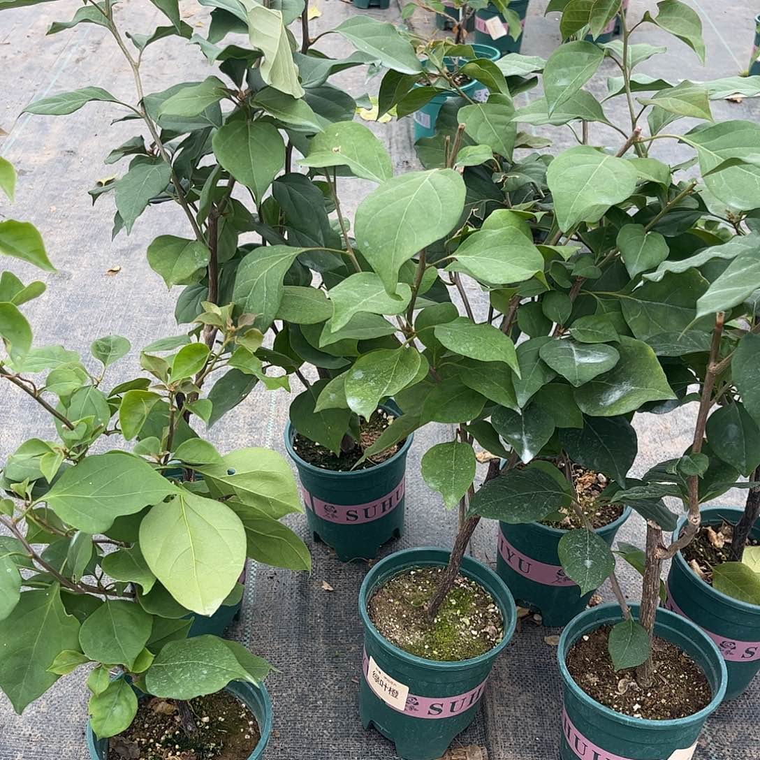 当前无花栽培后可以开花【绿叶橙一颗】随机发货福利款不售后