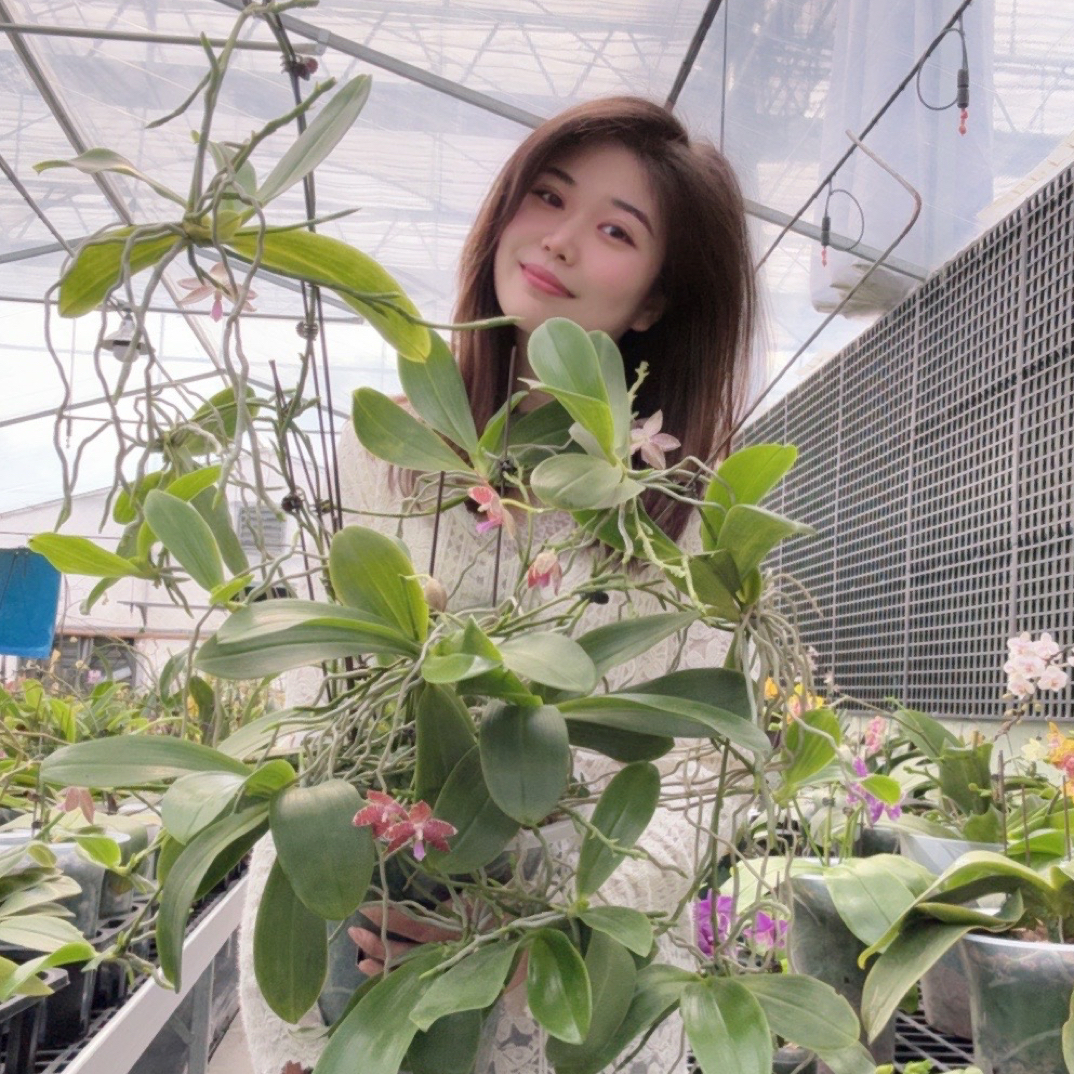 1号海姐姐精选 珍奇类 蝴蝶兰系列【一物一拍】