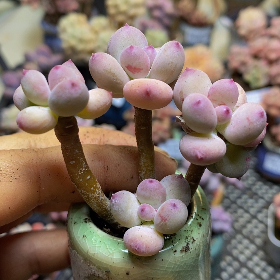 洛*330 苹果奶5 厘米