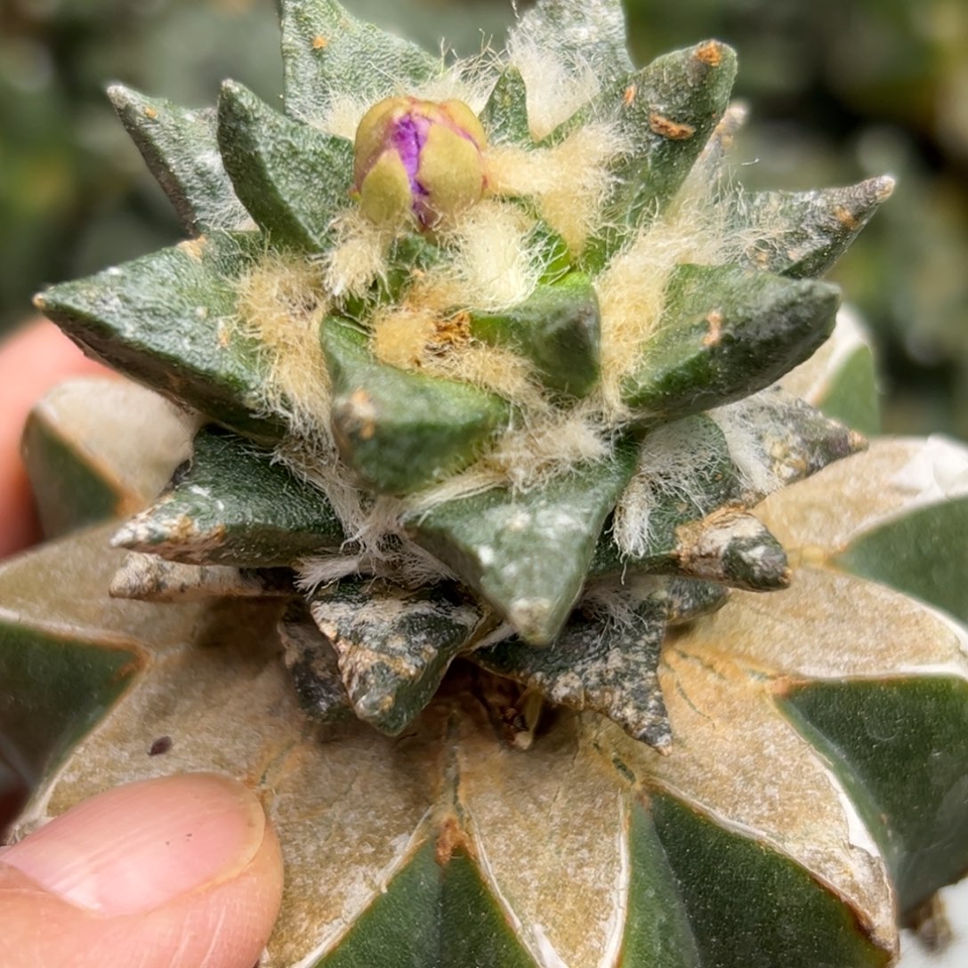 166 仙人球的比赛将于