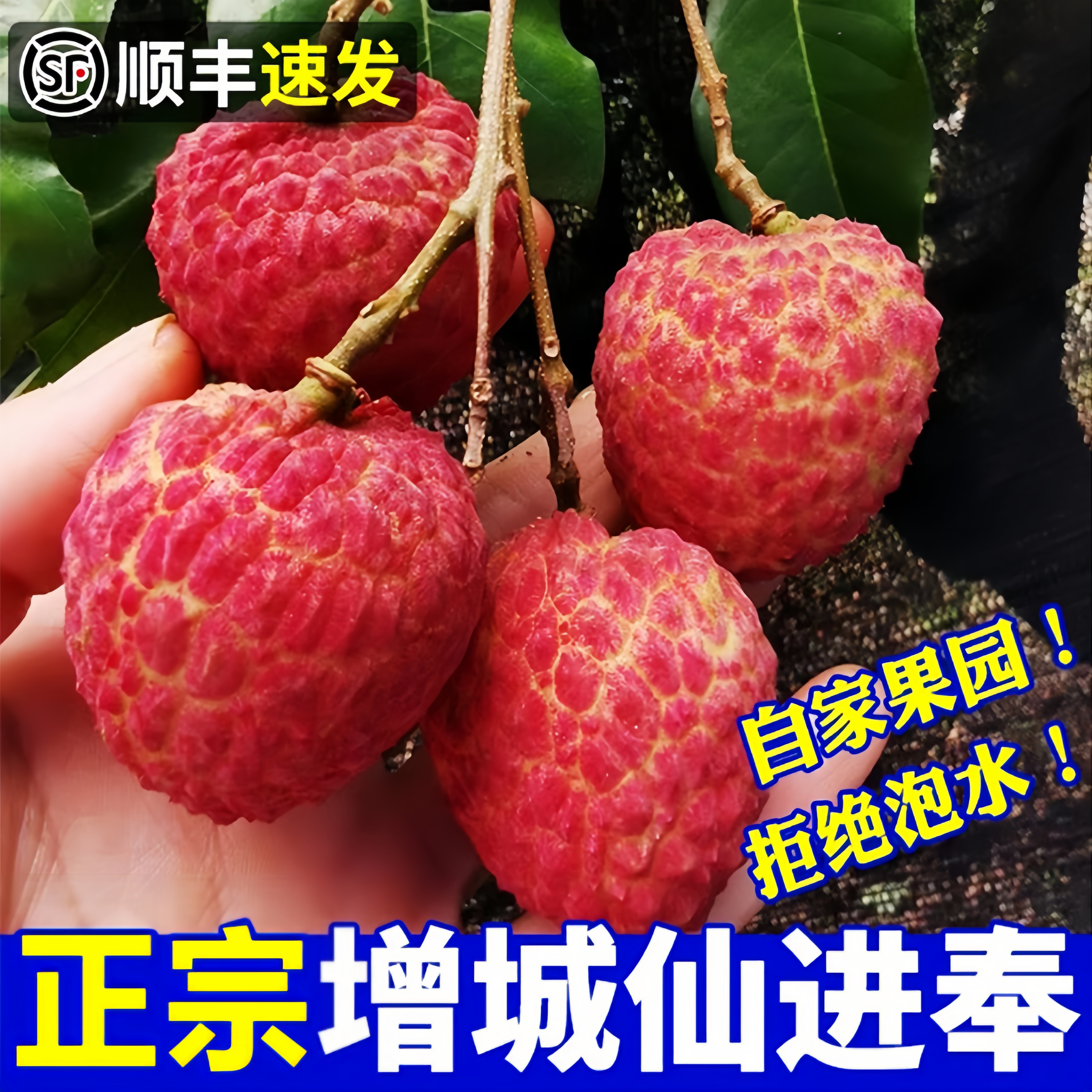 【仙进奉糯米糍双拼】增城仙进奉糯米糍荔枝顺丰/京东冷链老树鲜果荔枝果园现摘现发脆爽清甜多汁荔枝同城送