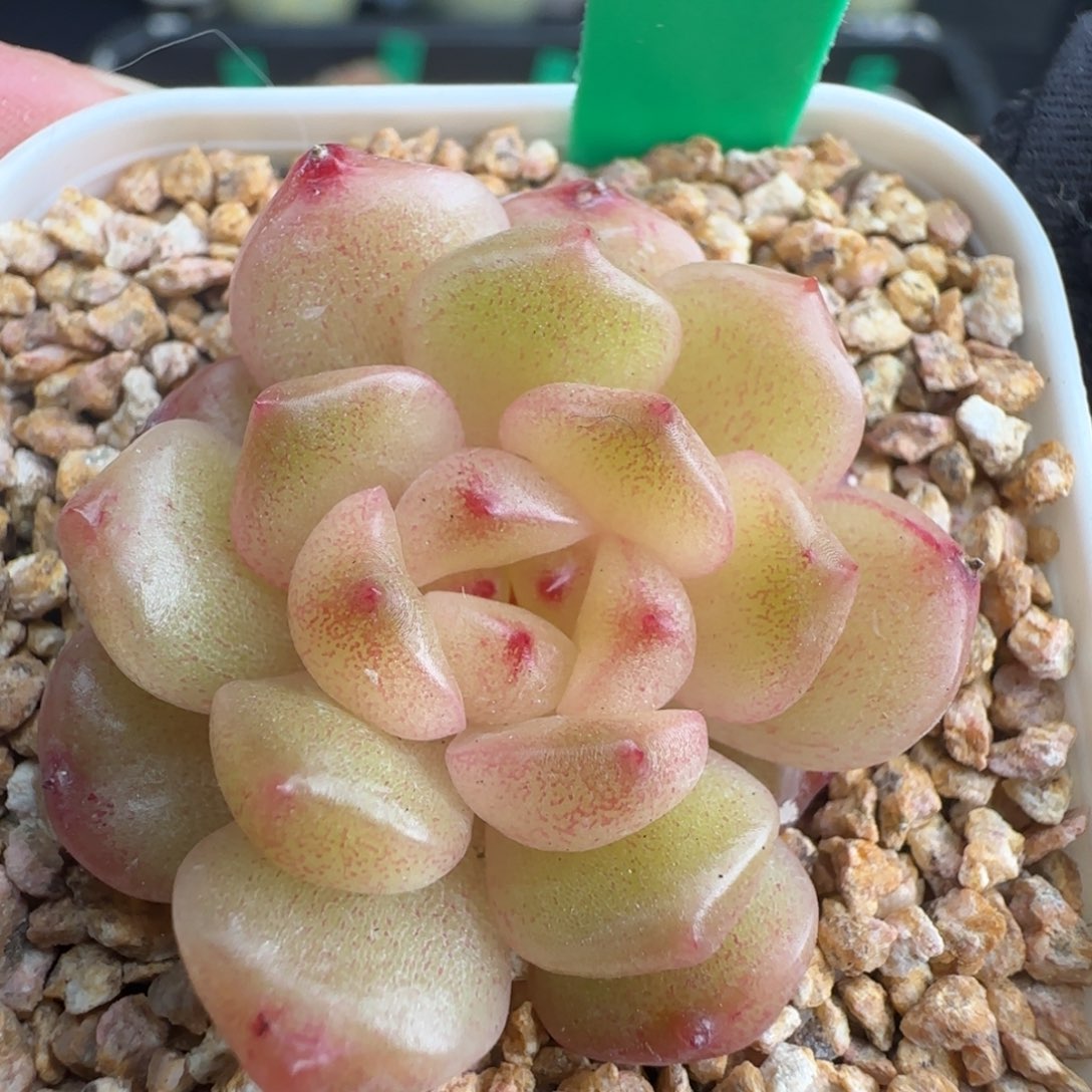 多肉166   糖心  5厘米盆