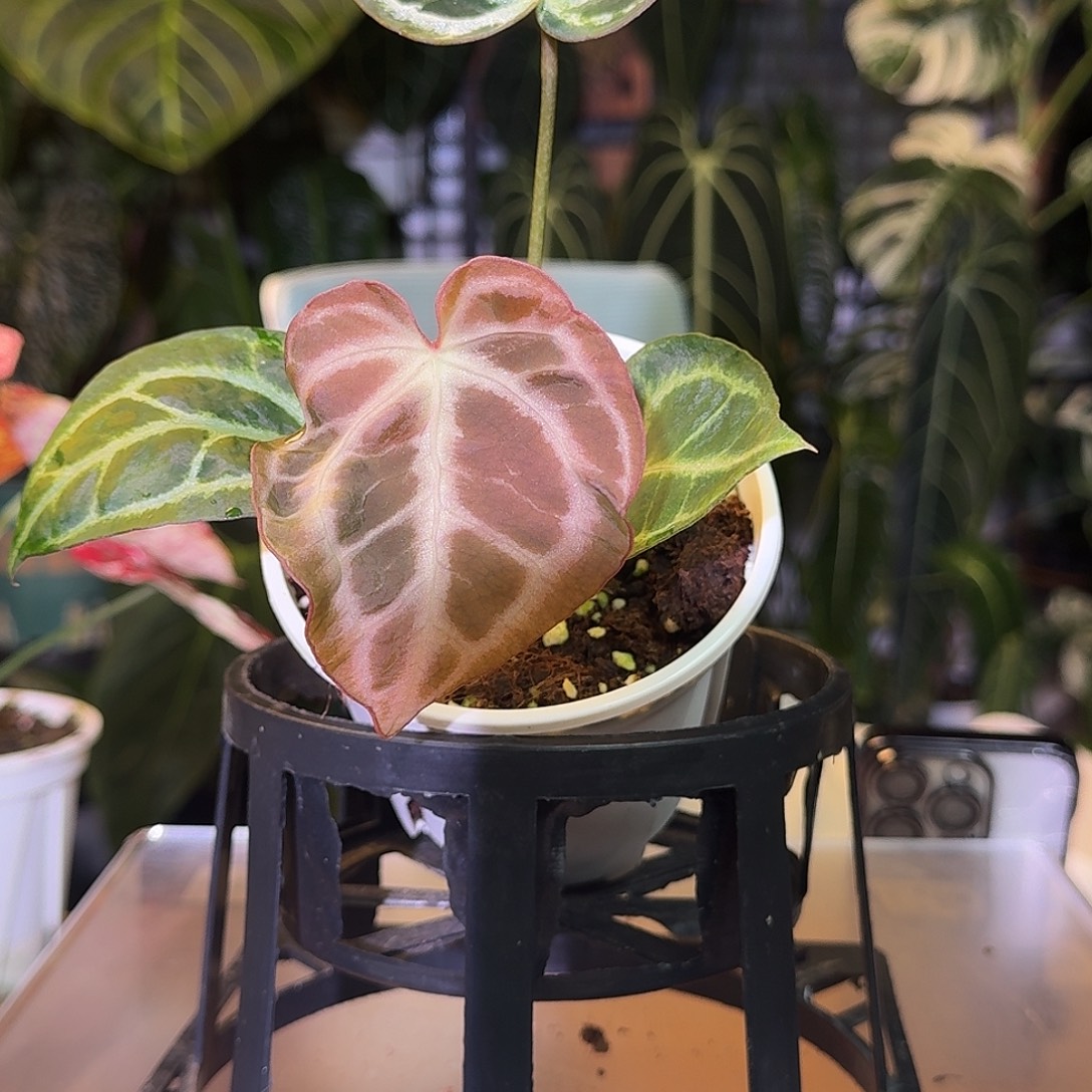 完全开放Ｙ161一物一拍