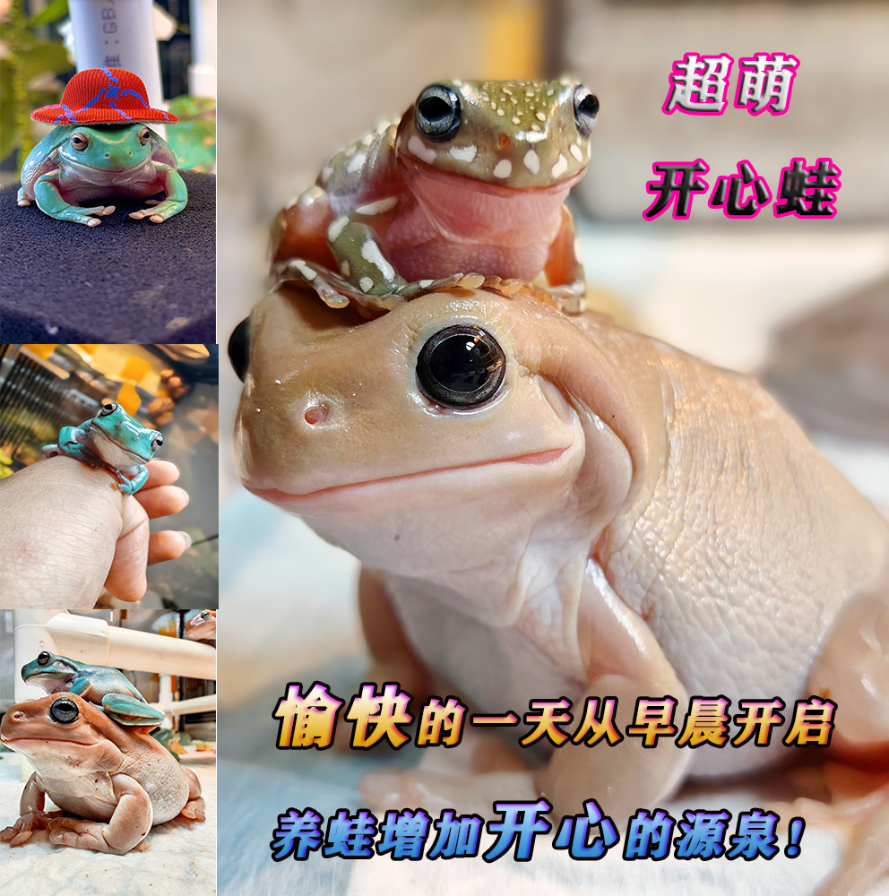直播挑选专拍树蛙