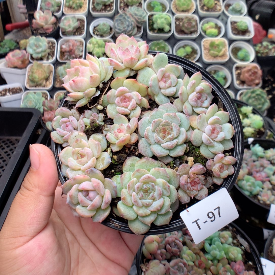 无花朵T97英语英语